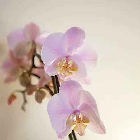 Rosa Centralissimo 아파트 산레모