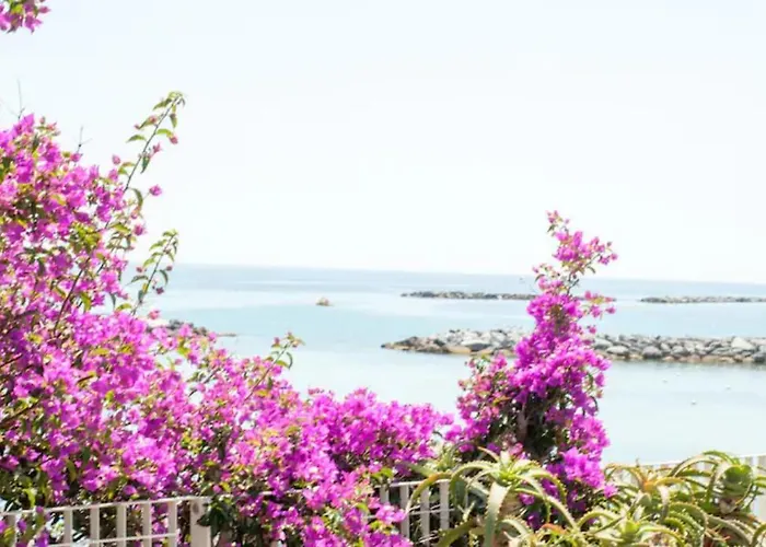 Rosa Centralissimo *