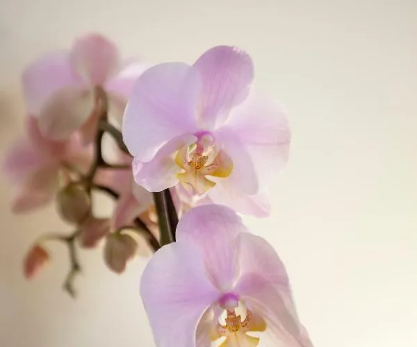 Rosa Centralissimo Apartmán Sanremo